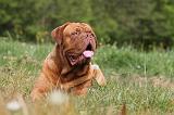 DOGUE DE BORDEAUX 063